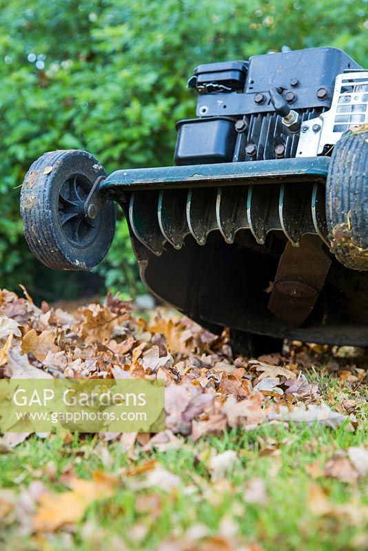 Using petrol lawnmower to shred pile of autumnal leaves for Mulch