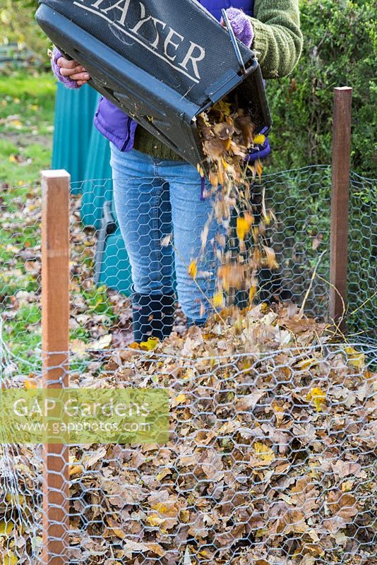 Empyting lawnmower bag of shredded Autumnal leaves to Leaf Mulch