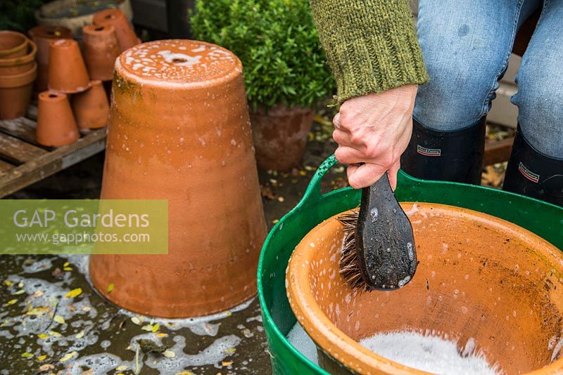 Removing scum and grime from large terracotta pots with brush and trug of bubbly water