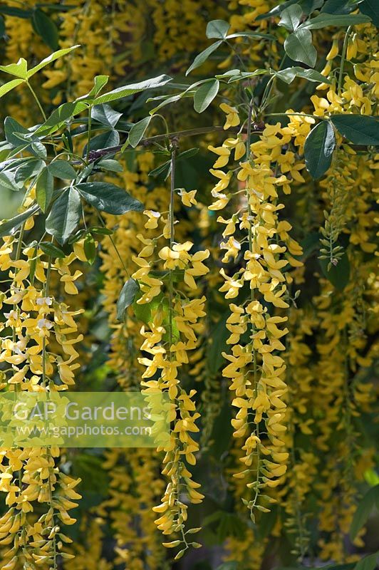 Laburnum x watereri, 'Vossi', golden chain tree