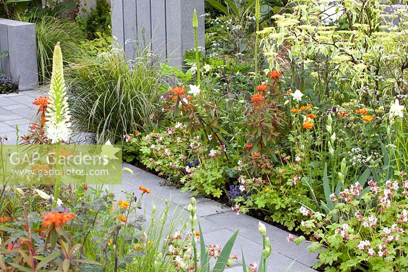 Border with Geranium macrorrhizum Album, Euphorbia griffithii Great Dixter, Geum Prinses Juliana and Aquilegia Kristall. The Brand Alley Garden. Chelsea Flower Show 2013