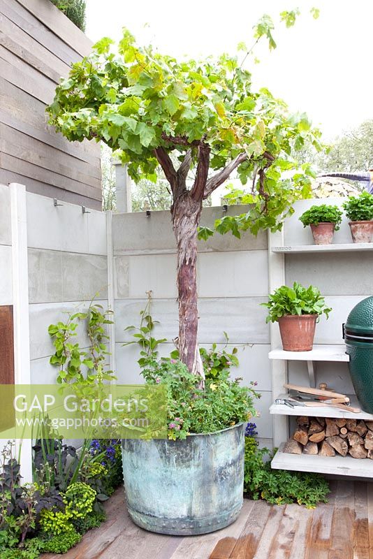 Outdoor kitchen with vine growing in container. Big Green Egg Garden. Chelsea Flower Show 2013