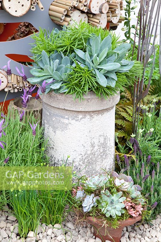 Sempervivum planting at Urban Bee Hotel, Chelsea Flower Show 2013

