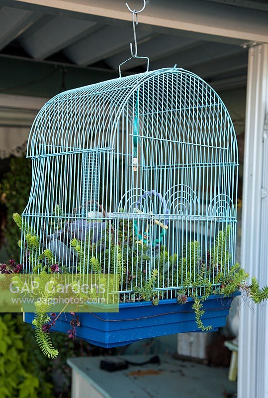 Sedum growing in old metal birdcage 
