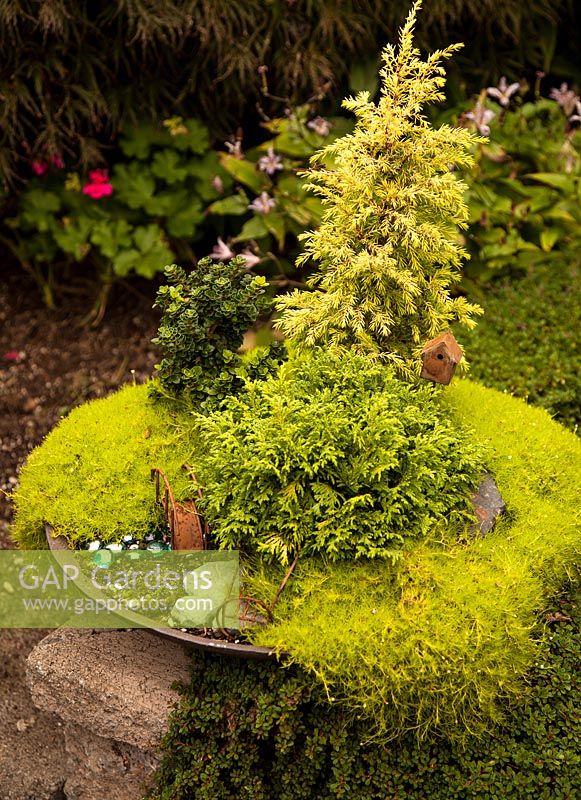 Sagina and dwarf conifers in mixed container