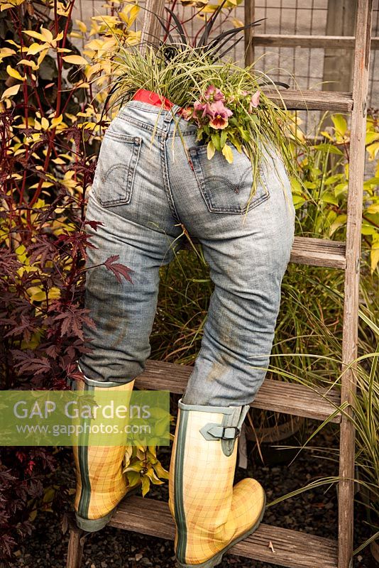 A stuffed pair of jeans to look like a gardener - the jeans are a container with Carex oshimensis 'Evercolor', Viola, Ophiopogon, Next to jeans - Hibiscus 'Mahogany Splendor', Cornus sericea 'Golden Red Twig' 