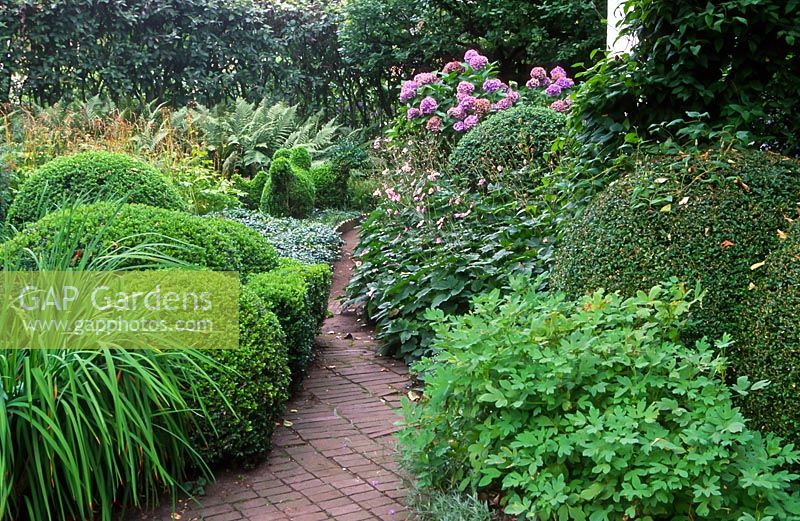 View towards the main entrance with Buxus sempervirens, Anemone 'Honorine Jobert' and Matteuccia struthiopteris.  The garden of Swedish garden designer and editor Ulla Molin 1909-1997 in Hoganas, Sweden, in 2005. 