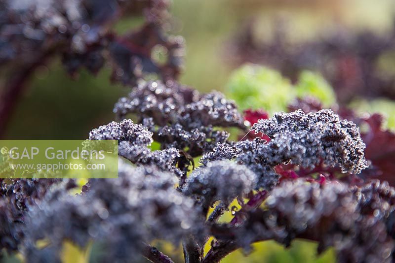 Curly Kale covered in Dew