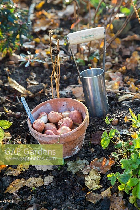 Hand held bulb planter and pot of Tulipa 'Rococo' bulbs in autumnal border