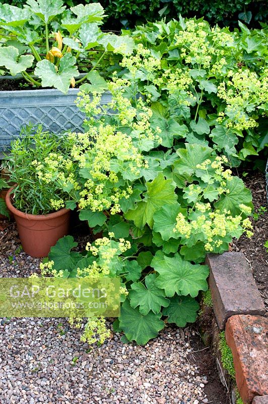 Alchemilla mollis spilling over from raised brick bed to gravel path 