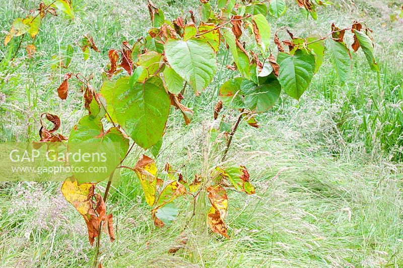 Fallopia japonica - Japanese Knotweed, an invasive plant which has been poisoned with herbicide