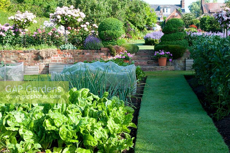 Onions, perpetual spinach and beans in vegetable beds with spiral Buxus topiary, raised brick Rosa bed and steps leading to flower garden and house beyond 