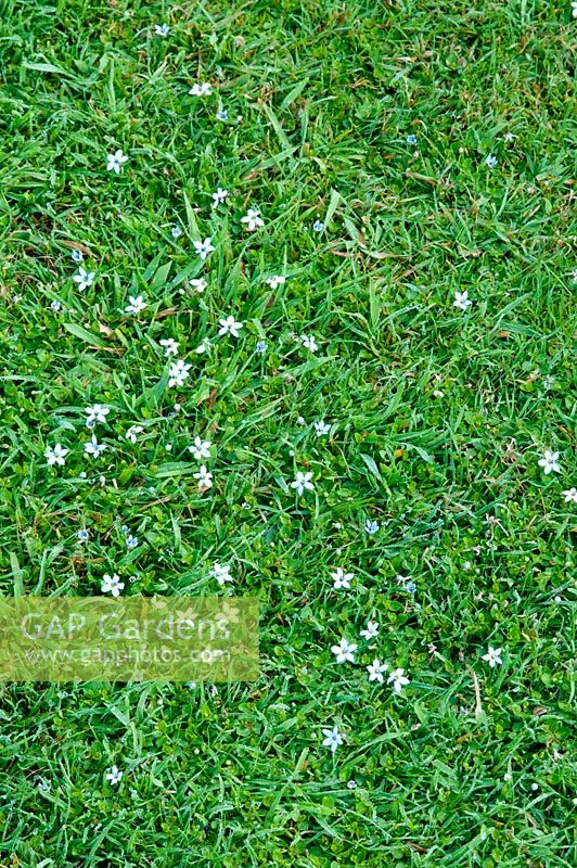 Pratia pedunculata growing in lawn