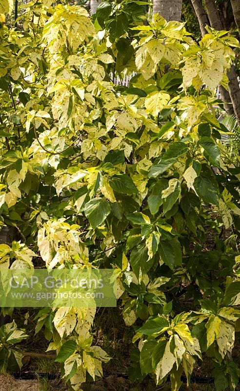 Acalypha wilkesiana 'Java White' 