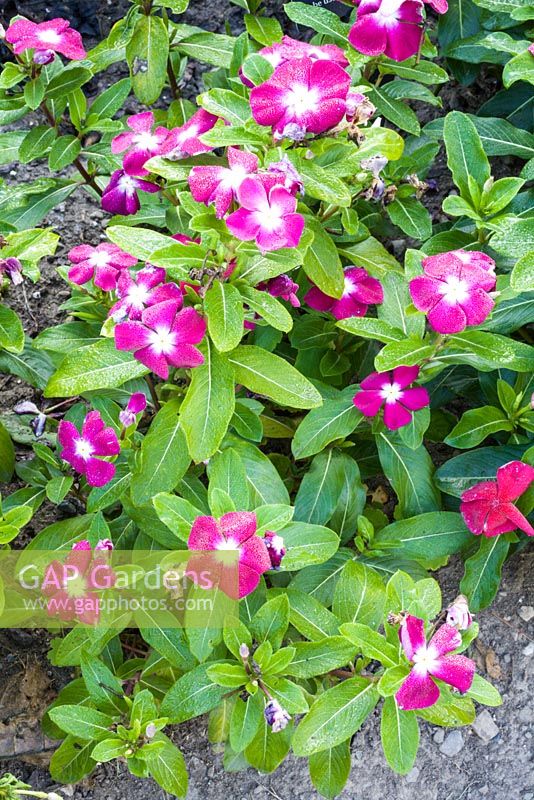 Catharanthus roseus 