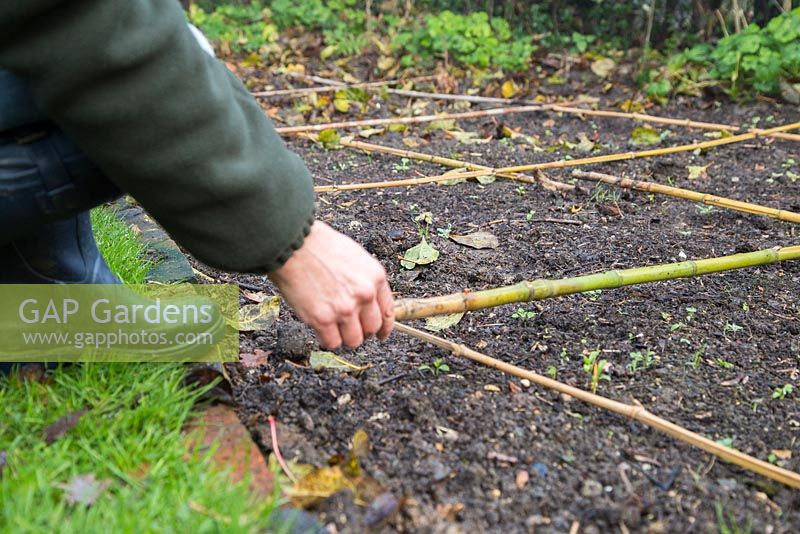Preparing border for square foot gardening using garden canes.