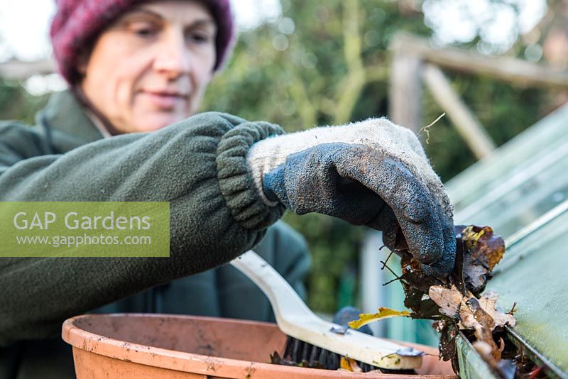 Woman removing leaves from greenhouse guttering with gloves