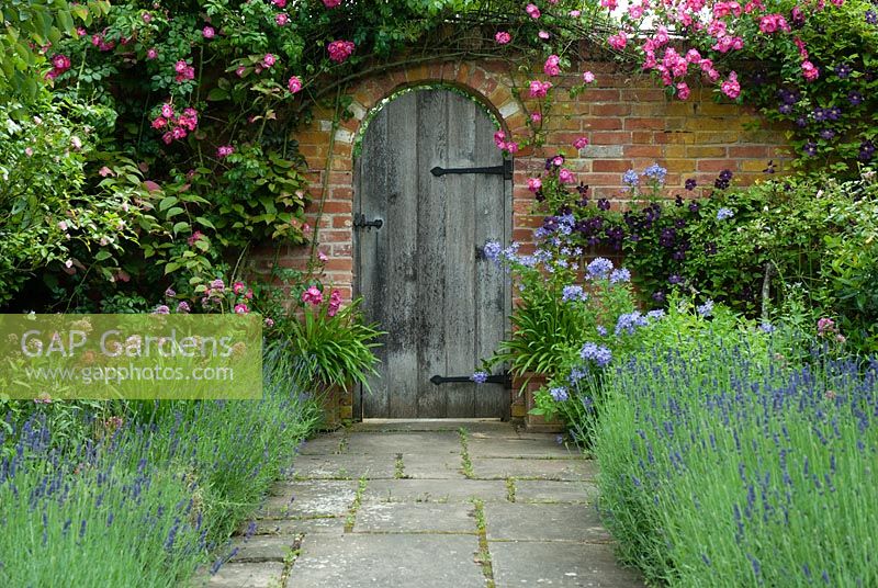 Wooden door in walled garden with climbing rose, perennial Campanula, Clematis. Stone path edged with Lavandula - lavender in July. Suffolk