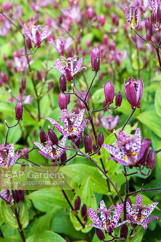 Tricyrtis formosa - toad lily
