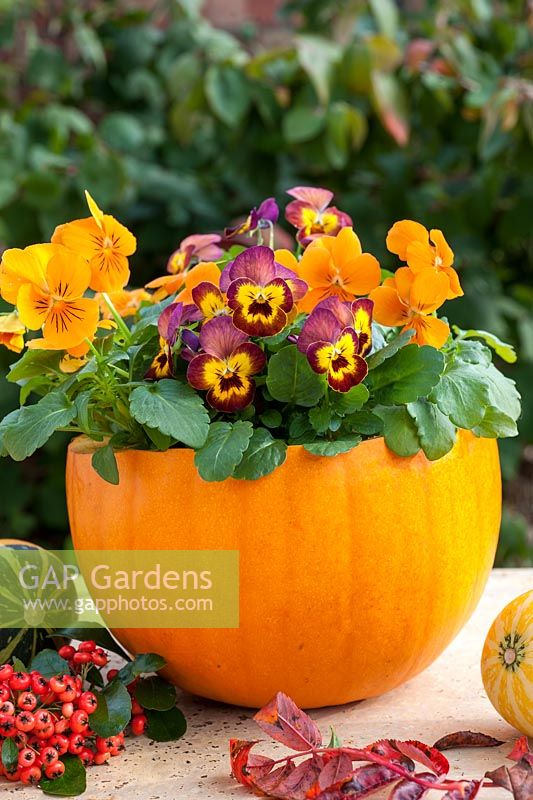 Autumn container made from a pumpkin planted with violas