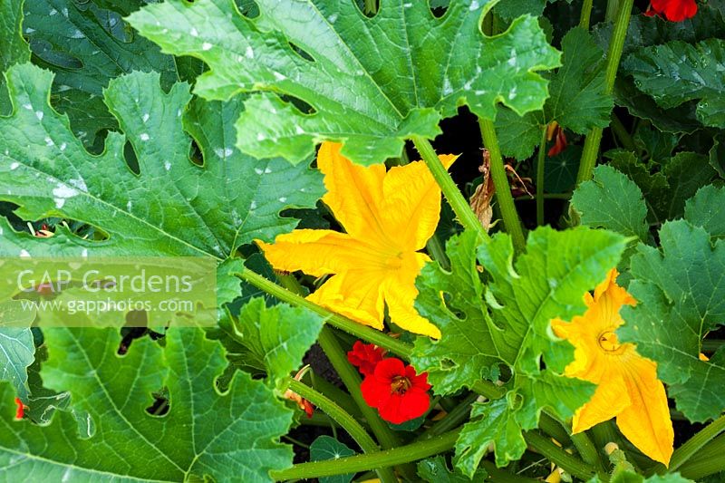 Courgettes and nasturium flowers
