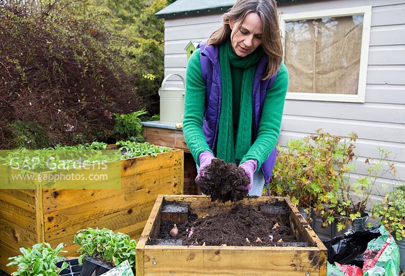 Covering spring bulbs with compost