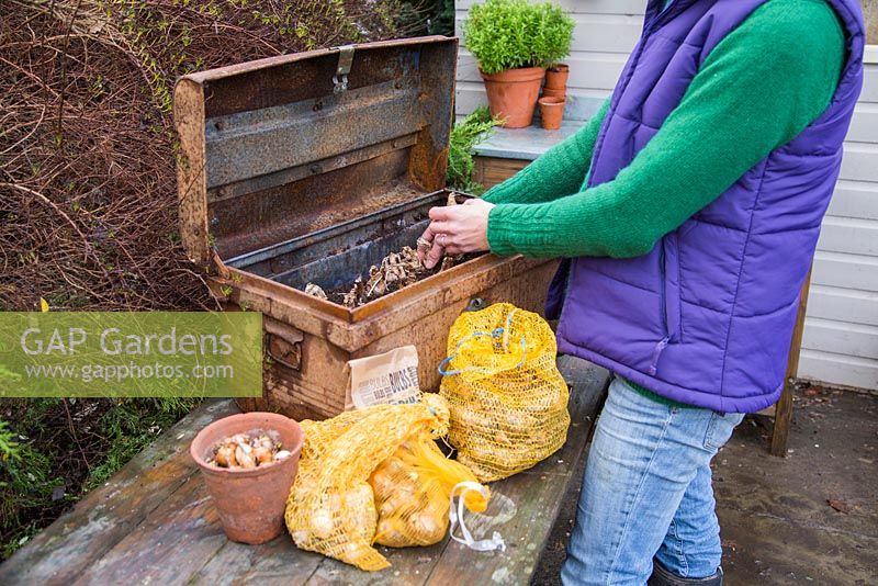 Planting spring bulbs in a vintage metal container
