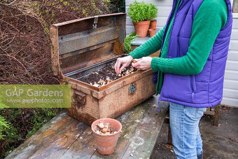 Planting spring bulbs in a vintage metal container