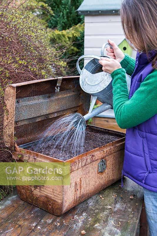 Watering bulbs in a vintage metal container