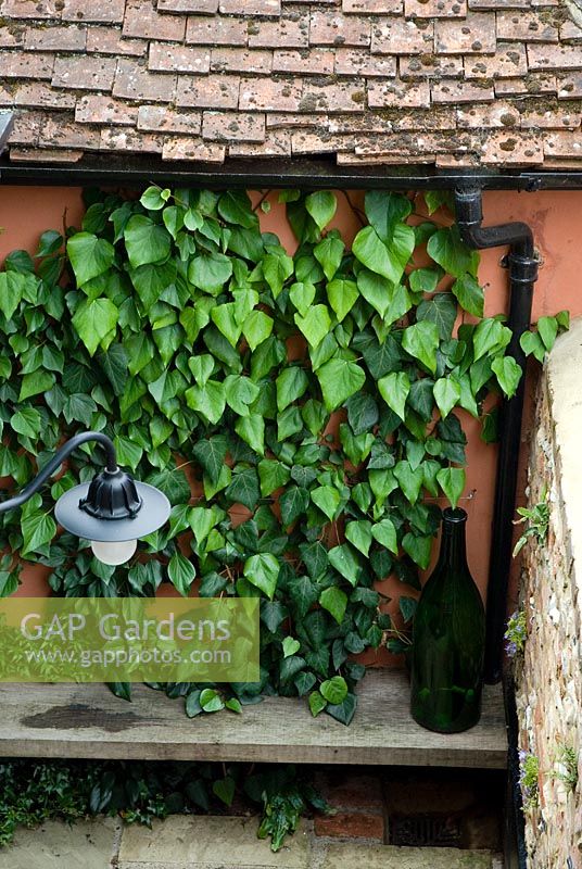Small town garden with Ivy clad wall, wooden bench and glass bottle
