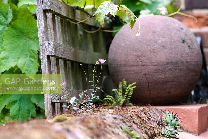 Erigeron karvinskianus - Mexican Daisy, growing on a brick wall, with Sempervivum - Houseleeks and ferns. Wooden trellis with vine and a terracotta ball in a small town garden