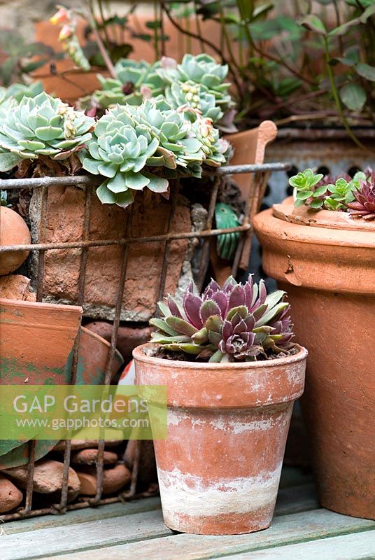 Sempervivum - Houseleeks in a terracotta pot and in an old wire shopping basket with broken terracotta in a small town garden