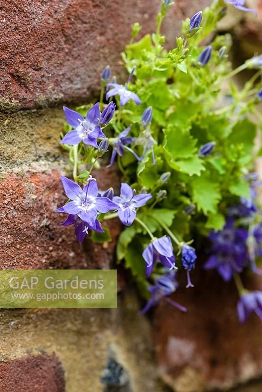 Campanula growing in brick wall in a small town garden