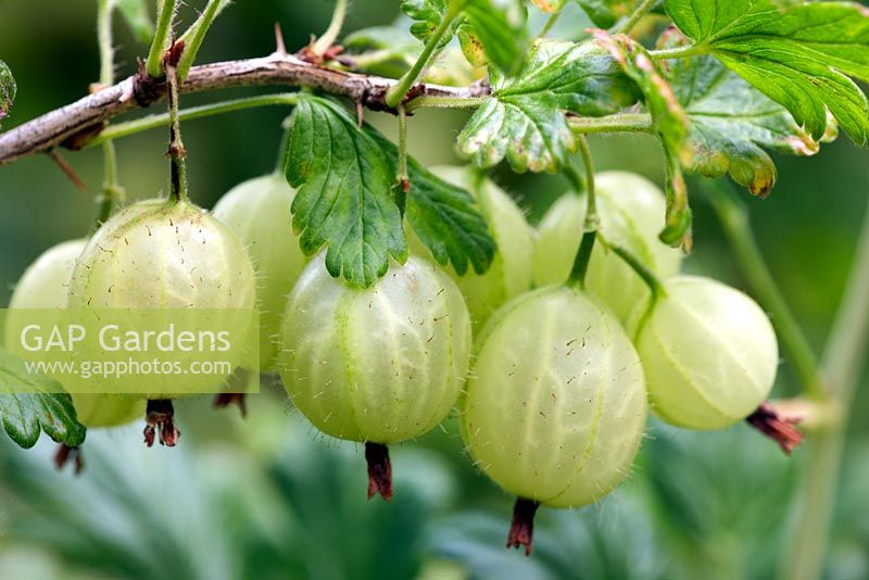 Ribes uva-crispa 'Careless'