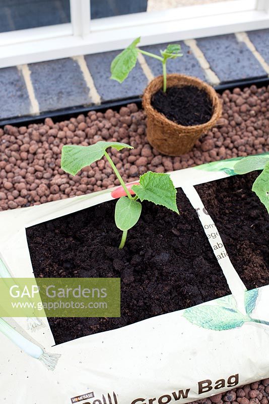 Grow bag with cucumber seedling