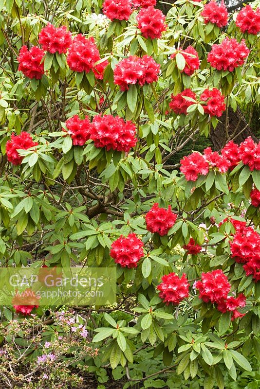Rhododendron 'Taurus' 