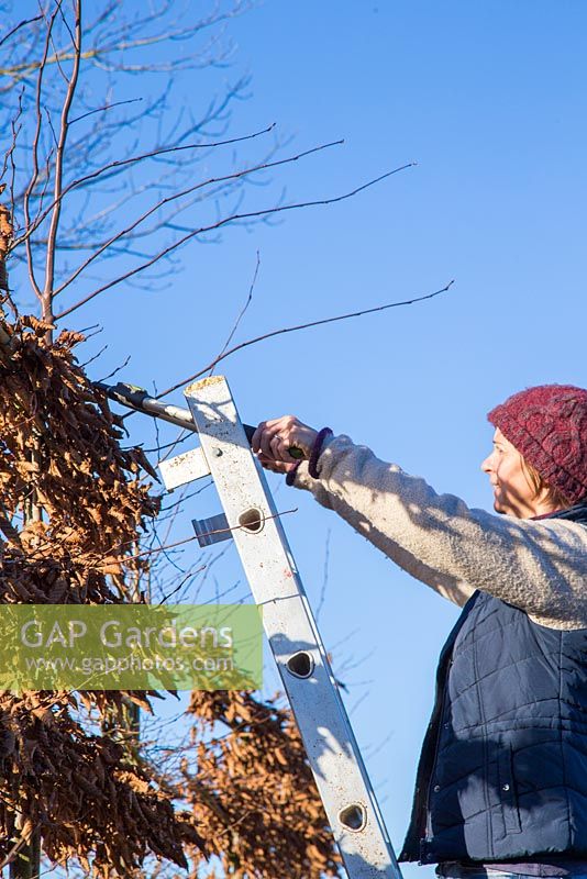 Maintenance of a Hornbeam - Carpinus betulus, removing long branches and pruning.