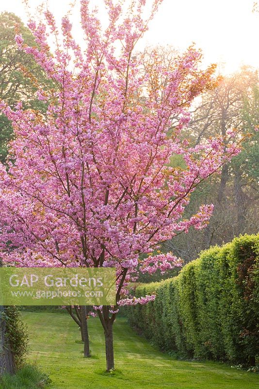 Cerney House Garden with pink flowers of Prunus serrulata 