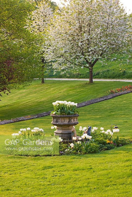 Cerney House Garden with white tulips on the lawn with stone container and white flowers of a Prunus