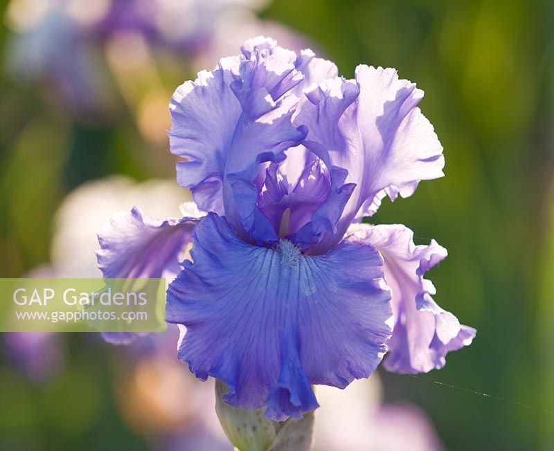 Iris 'Heure Bleue'
