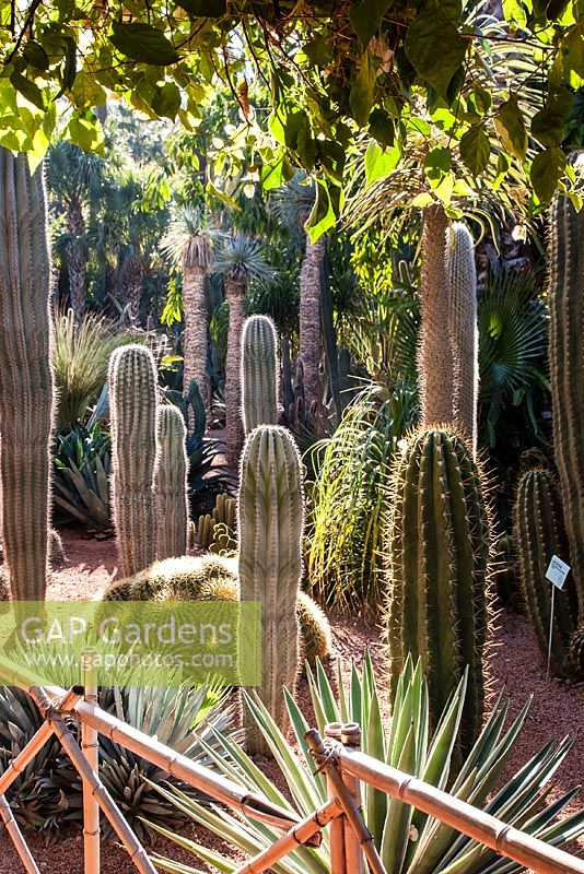 Cacti garden. Jardin Majorelle, Marrakech, Morocco. 