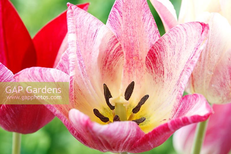 Tulipa 'Playtime'. Tulip, Lily-flowered Group.  Cream tulip with variable pink markings that darken as the flower ages 