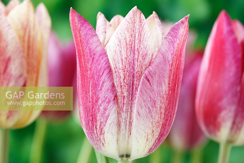 Tulipa 'Playtime'. Tulip Lily-flowered Group.  Cream tulip with variable pink markings that darken as the flower ages 