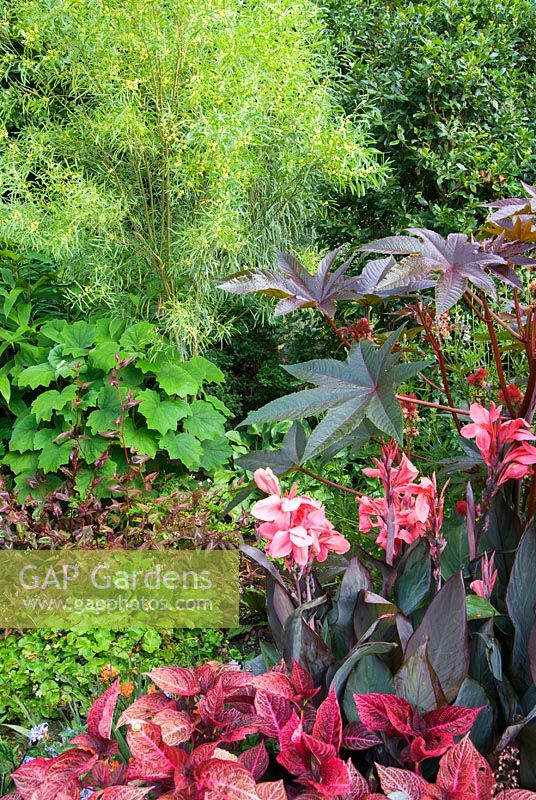 Rich colour combination of solenostemon, pink flowered canna, dark ricinus, with willow leaved acacia behind. Haddon Lake House, St Lawrence, Isle of Wight, UK