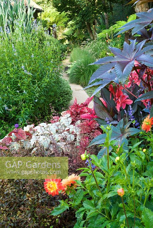 Rich colour combination of silvery plectranthus, red solenostemon, pink flowered canna, dark ricinus and orange dahlia with cool greens beyond of Salvia uliginosa, pennisetums and tree ferns. 