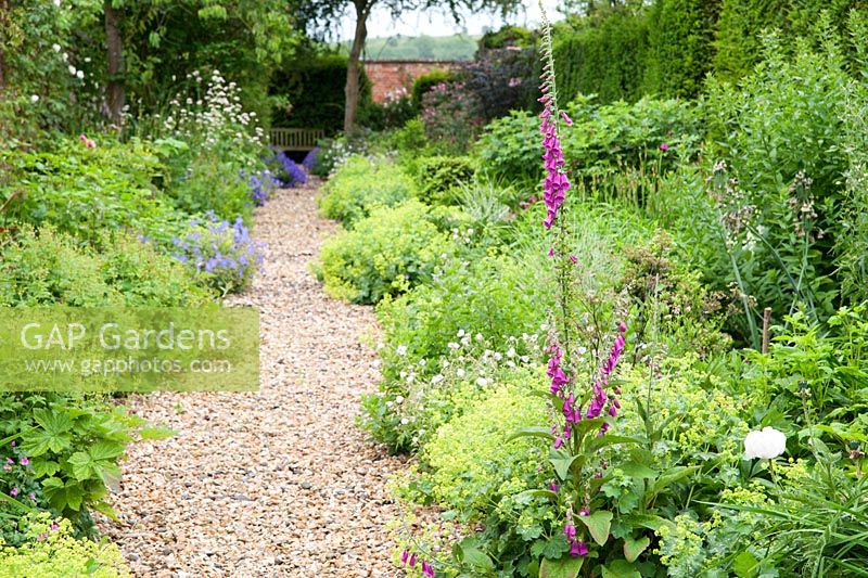 Gravel path framed with frothy lime green Alchemilla mollis and foxgloves