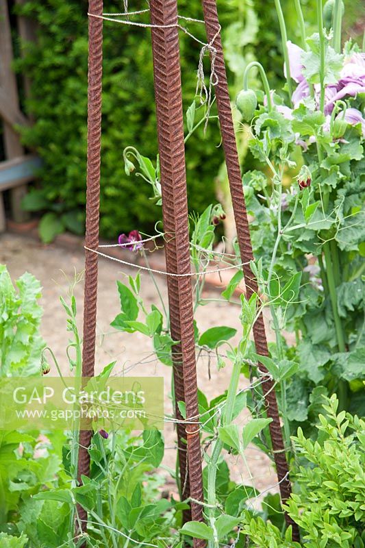 Steel reinforcing rods used as support for sweet peas