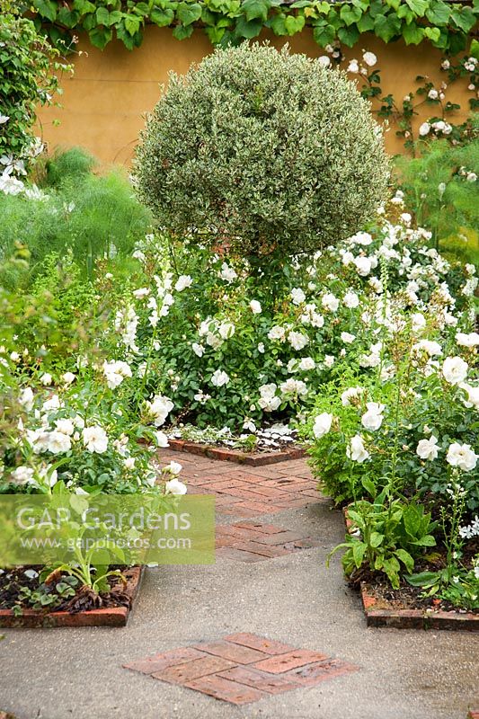 White garden with concrete path inset with brick patterning and white Rosa Flower Carpet White = 'Noaschnee', PBR, AGM around topiarised variegated shrub in the centre