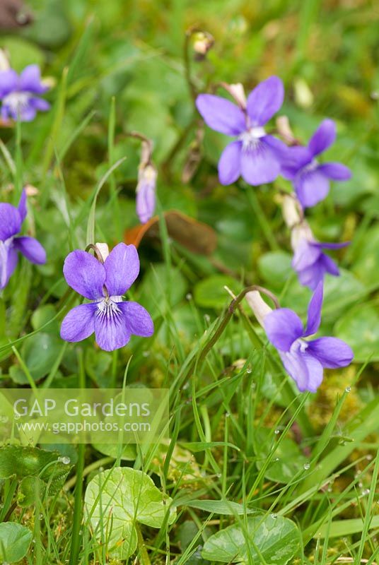 Viola riviniana, common dog violet. Higher Knowle, Lustleigh, Devon