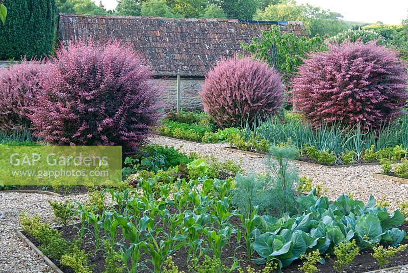 Walled kitchen garden is distinguished by four Berberis thunbergii atropurpurea 'Harlequin' centred within each quarter and plots are edged with Ilex crenata. Foreground bed contains cabbages, fennel and young sweetcorn plants.